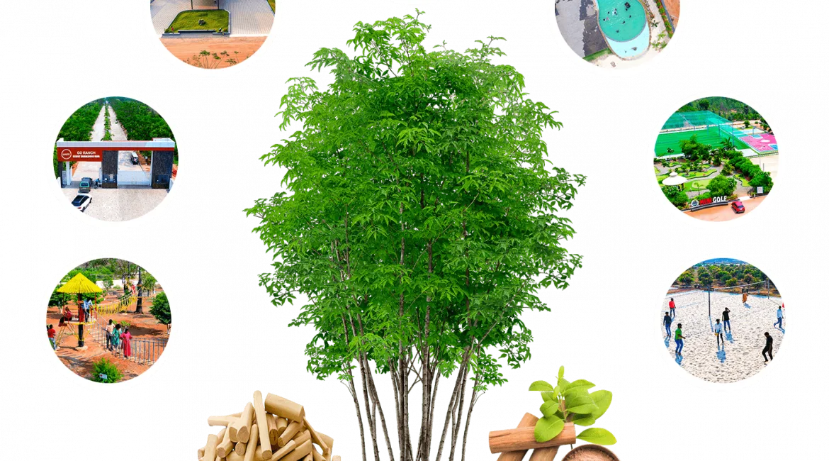 usm-infra-go-ranch-sandalwood-farm-plots-tree-diagram