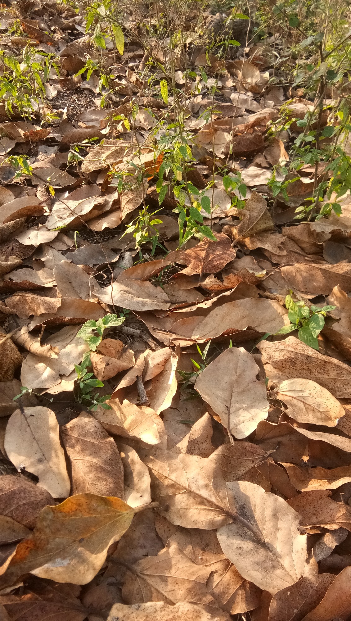 scaled_IMG_20240302_162951