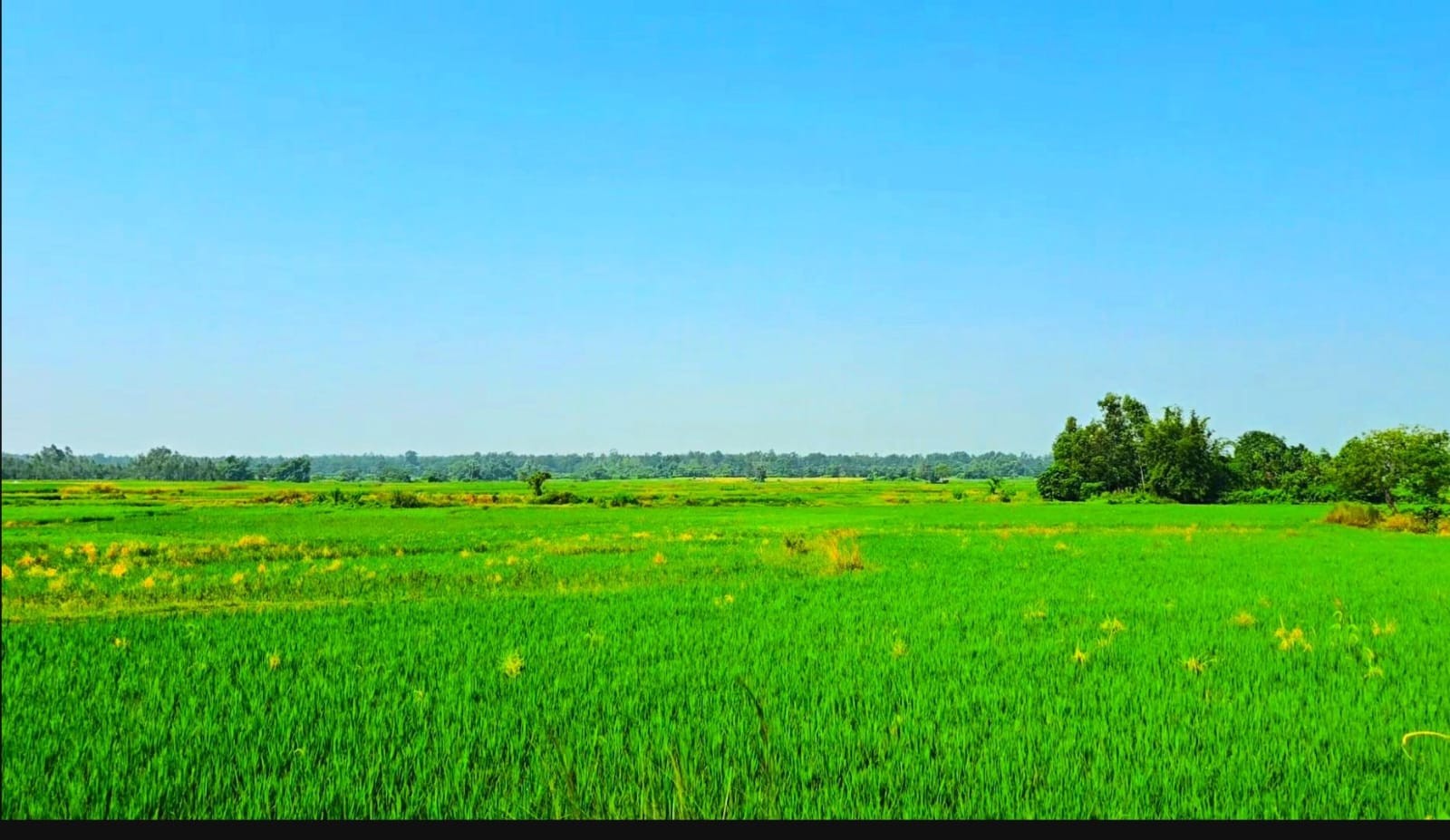 Beliyator to Burdwan main road theke 2km distance a Pitch Rastar pase 30 Bigha property 2