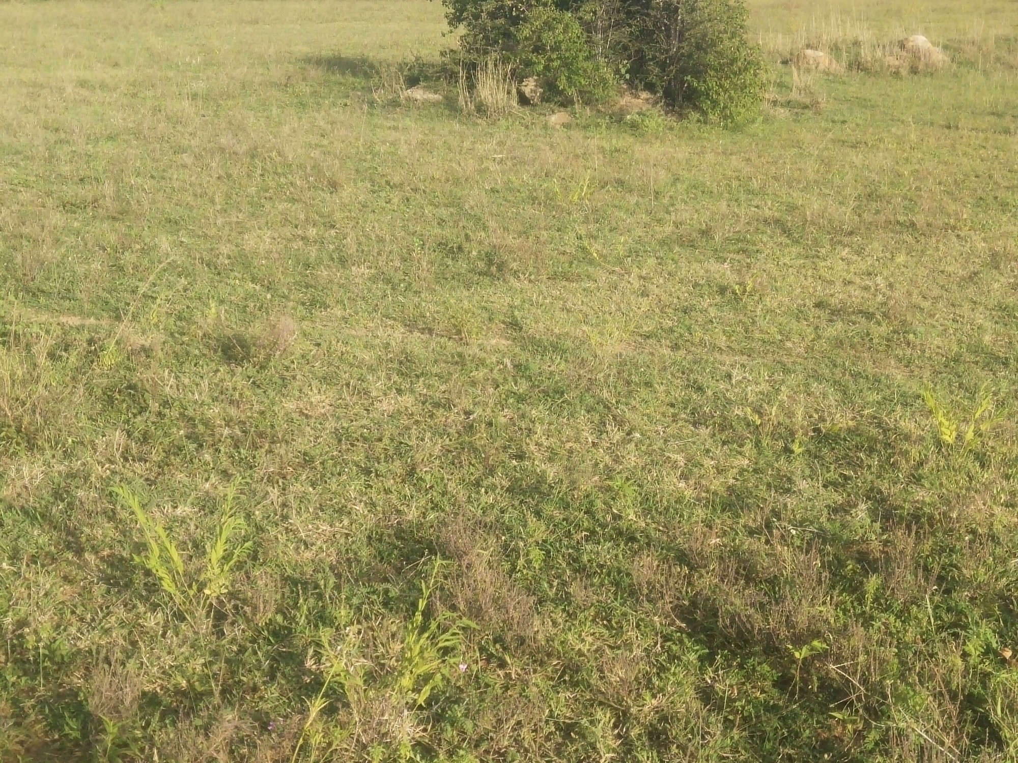agriculture 3