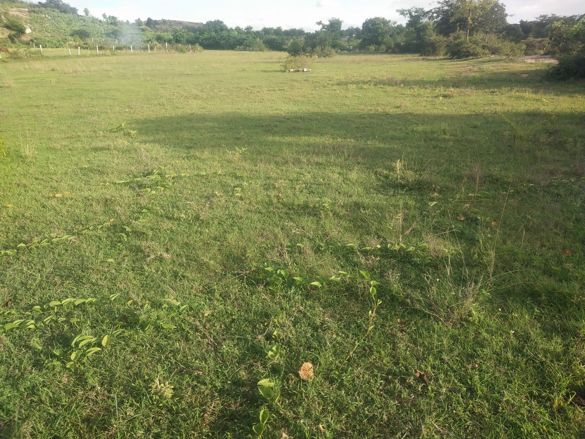 agriculture 2