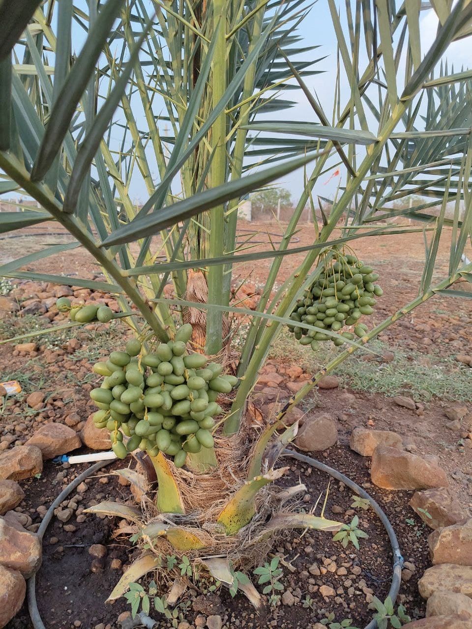Agriculture fram lands 3