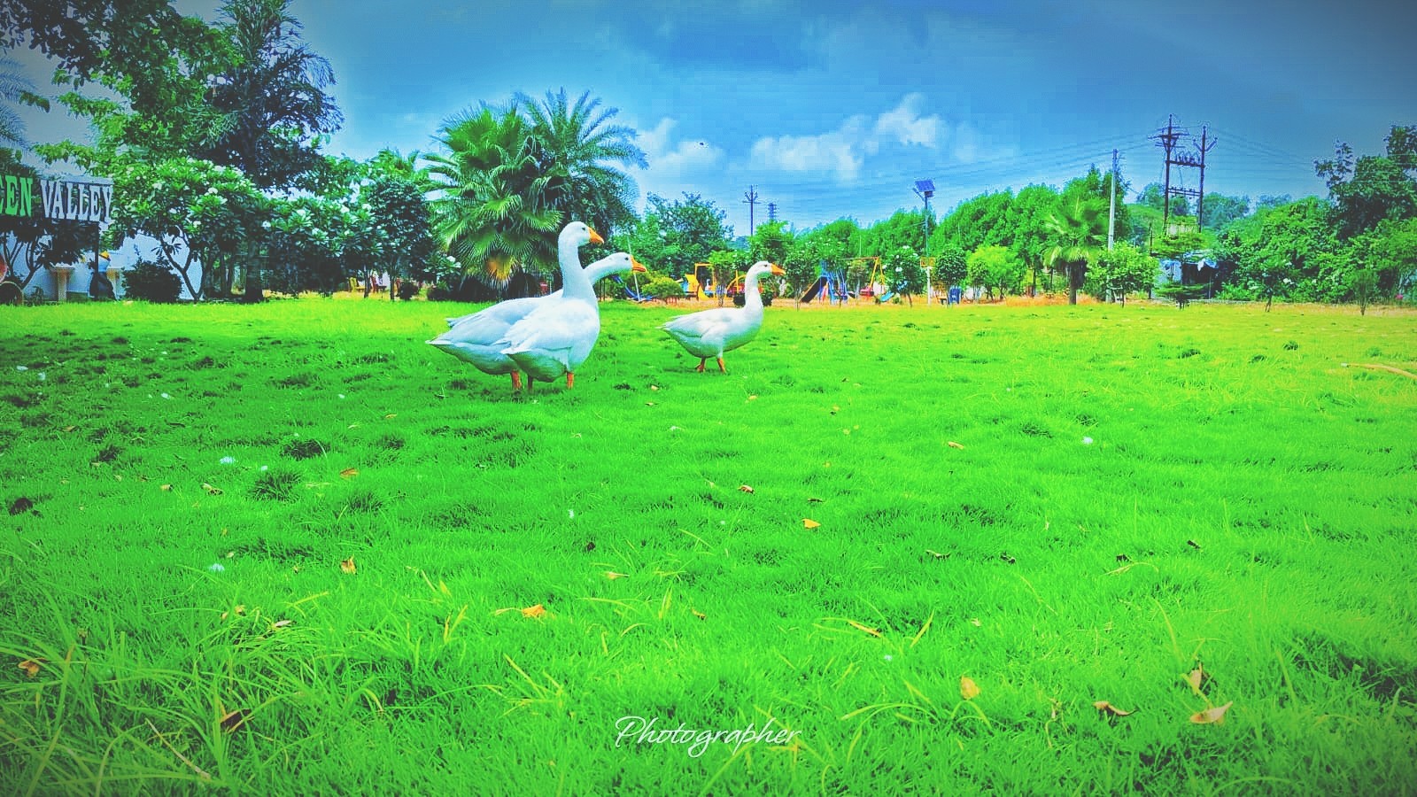 Want to sale 5000 sqft lands for Farmhouse. 3