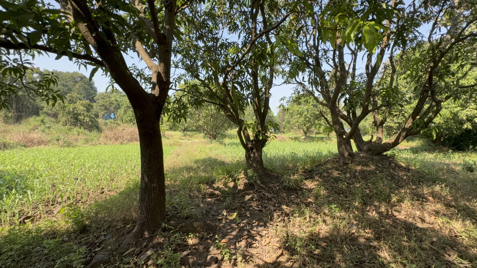 prime Location Buget Agriculture Plot for Sales 3