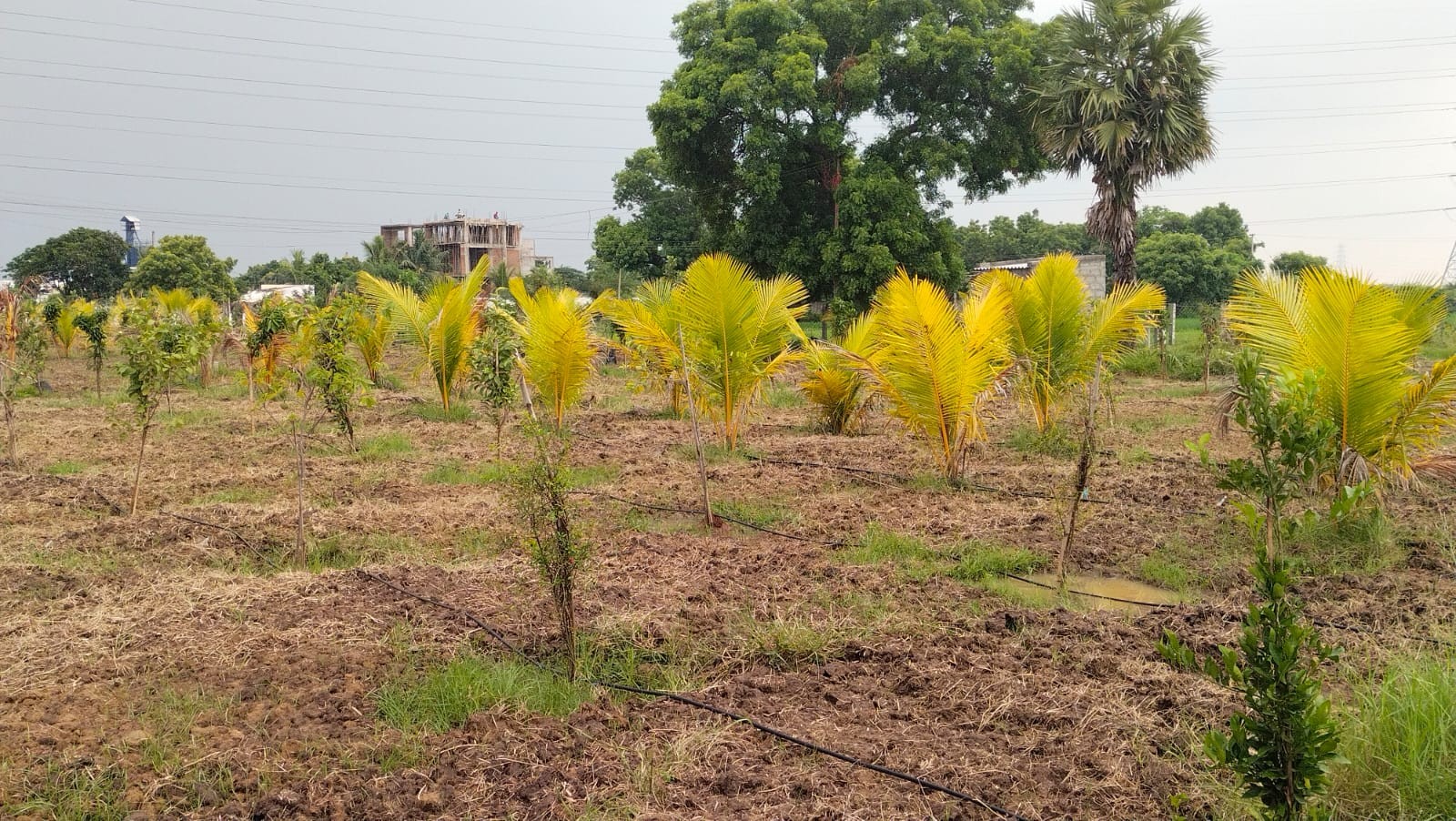 Low Budget Farmland 3