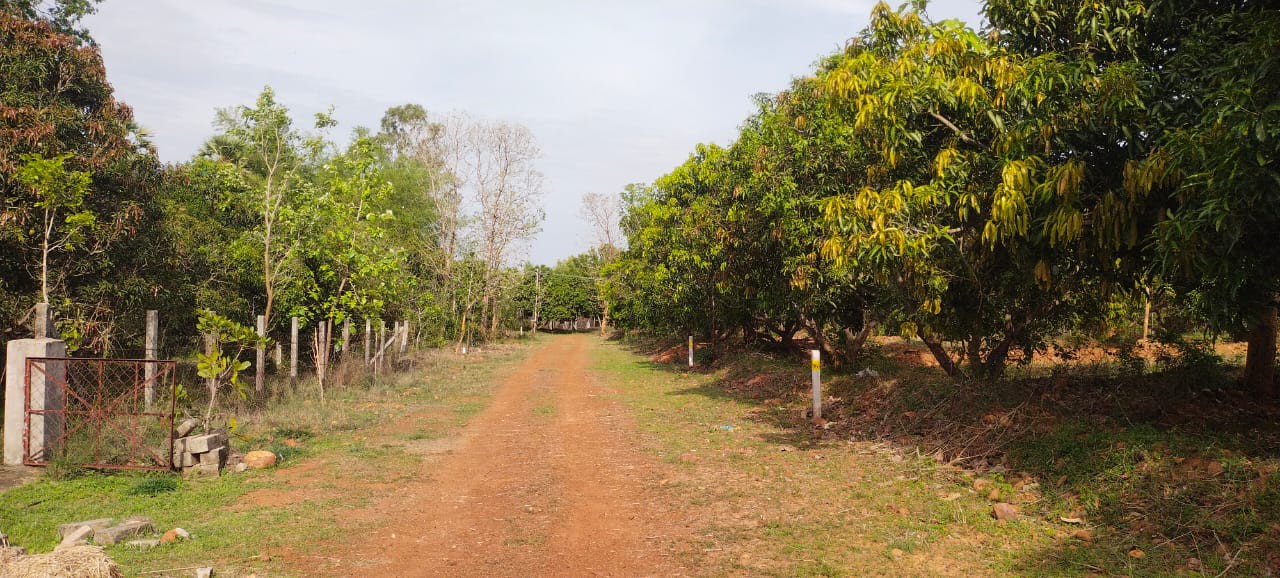 Mango Country 2