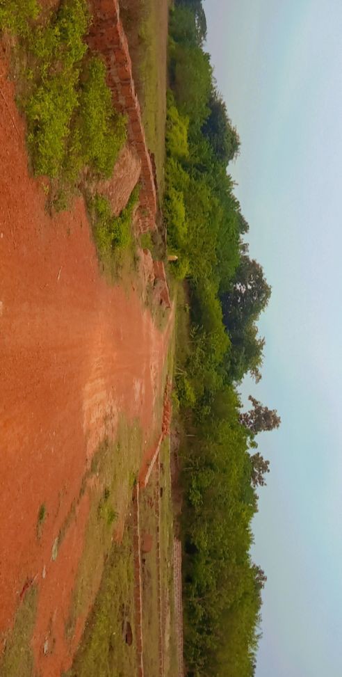 Build reach real corn part of plot