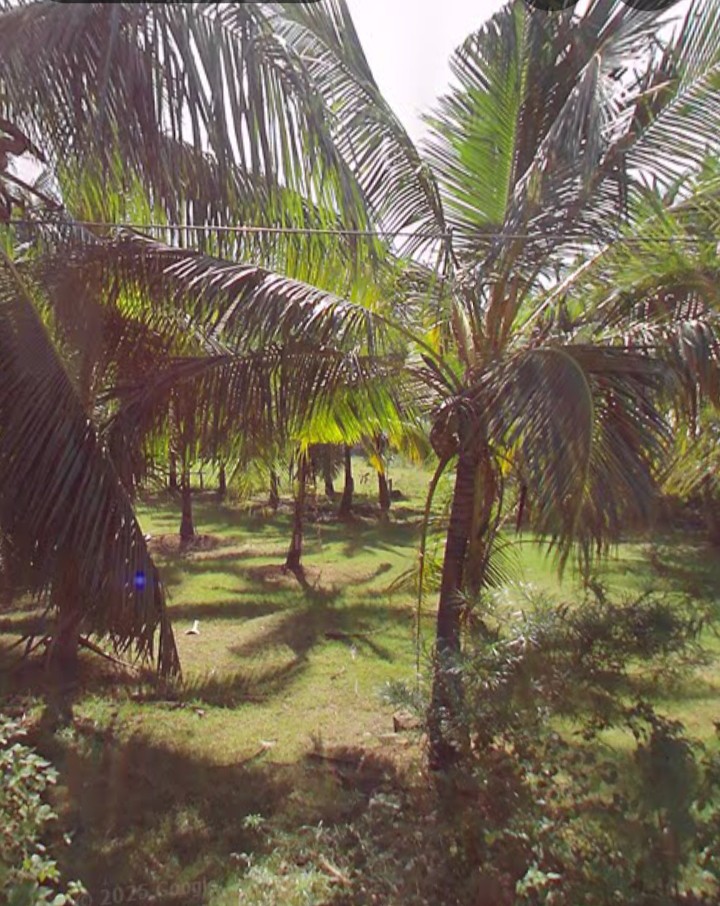 Coconut Land for Sale 3