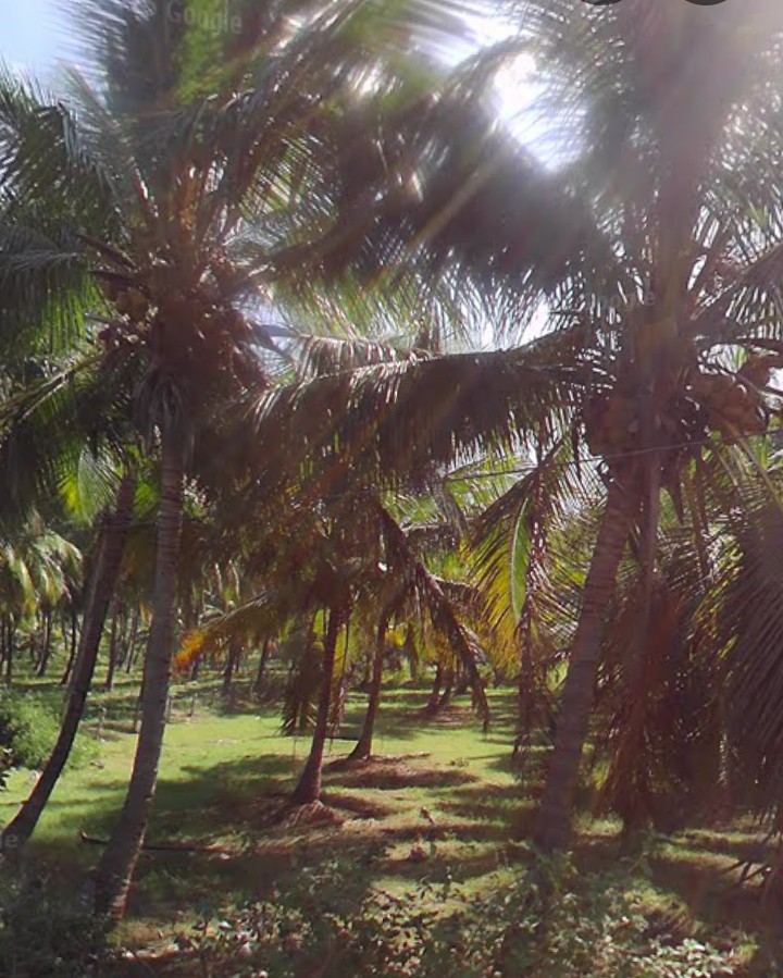Coconut Land for Sale