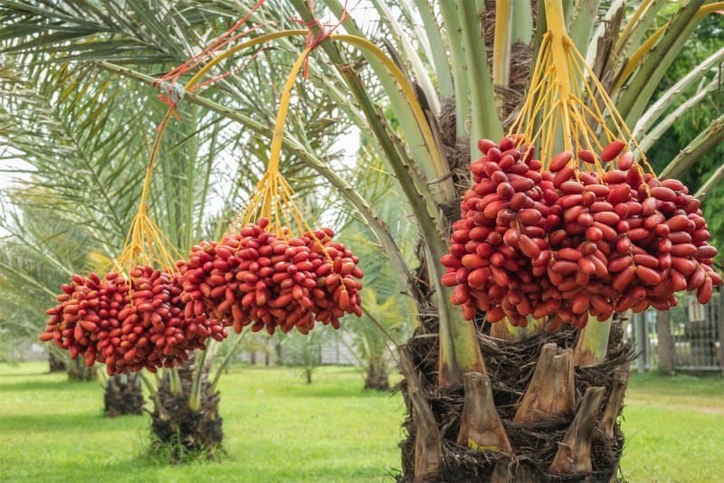 Agriculture fram lands 2