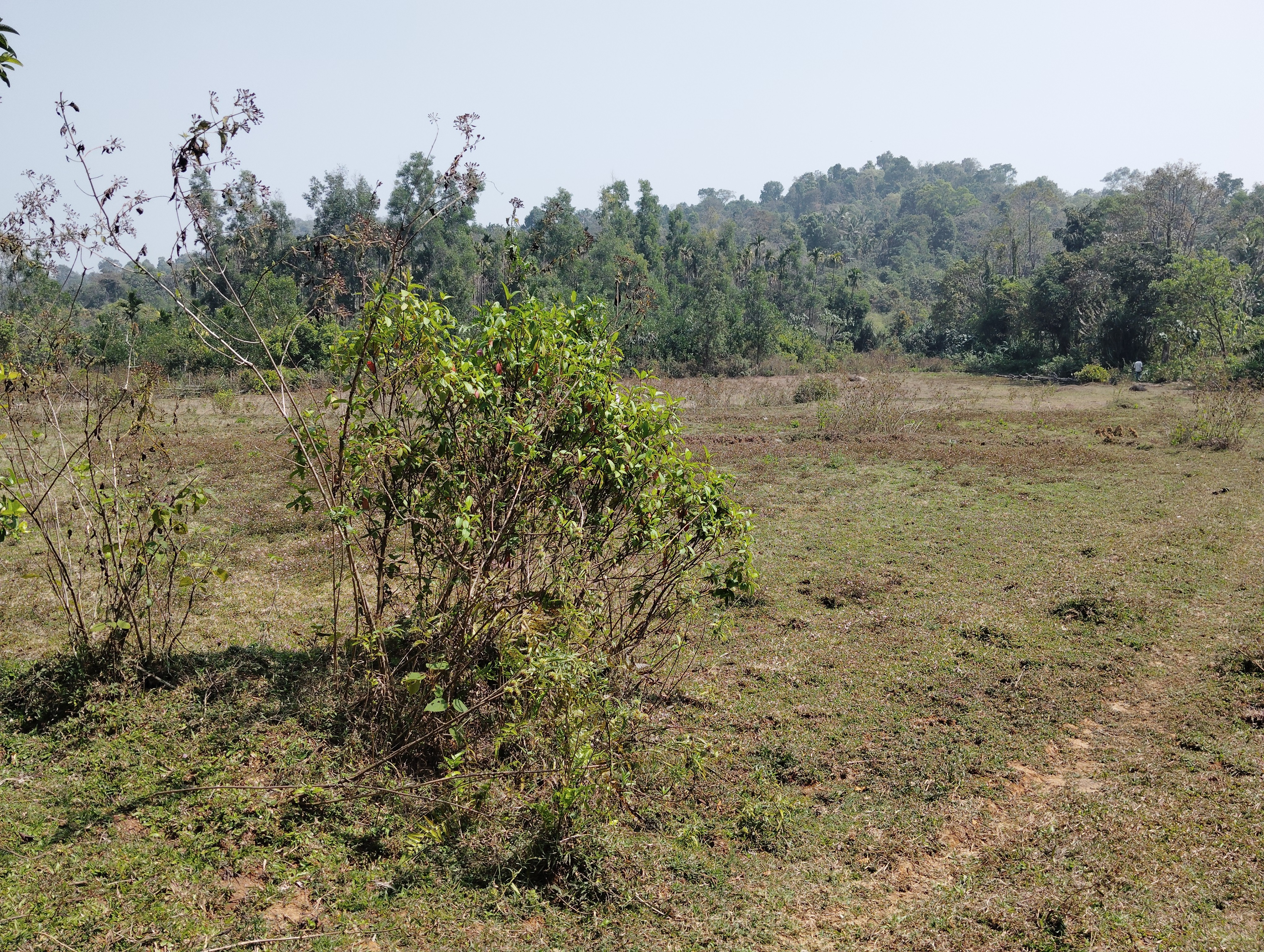 agriculture land and Homestay purpose 3