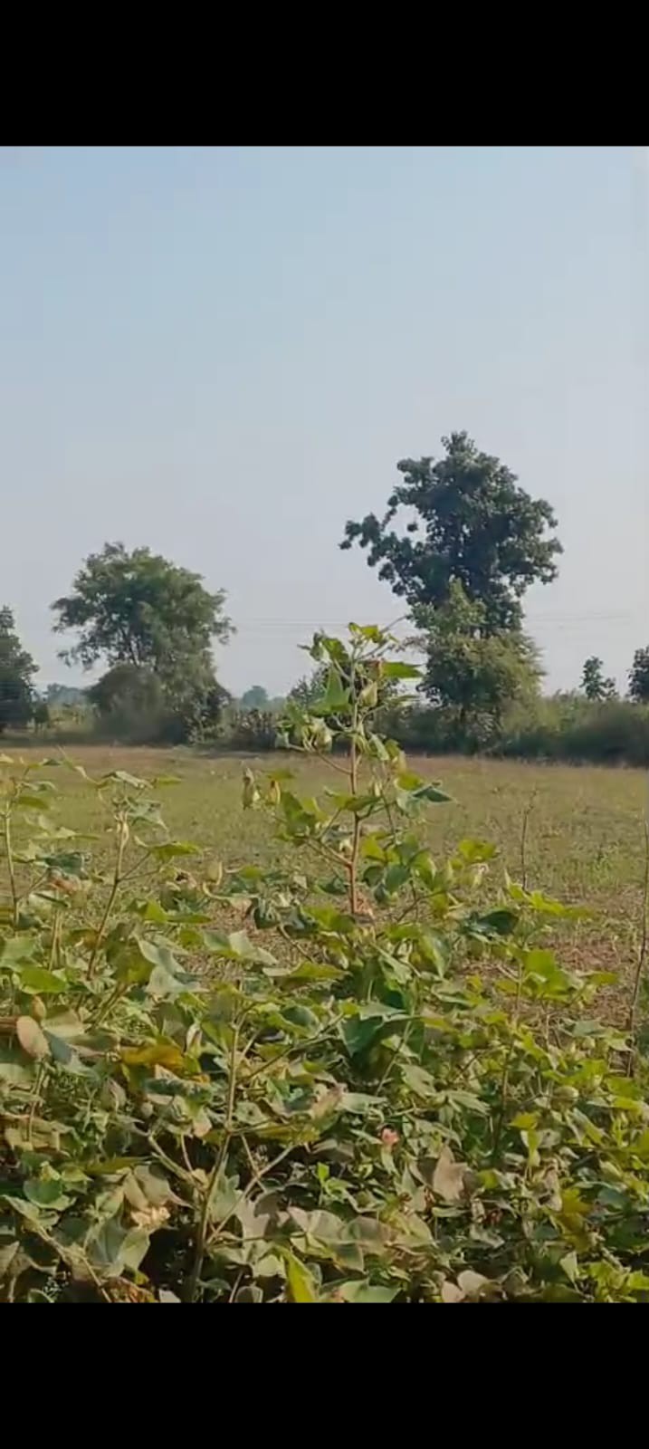 sale agricultural land 2 acre at manora village Teh. bhiwapur dist. Nagpur 3