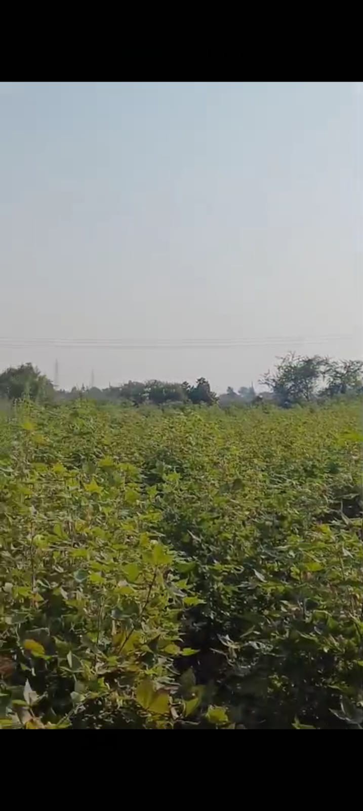sale agricultural land 2 acre at manora village Teh. bhiwapur dist. Nagpur