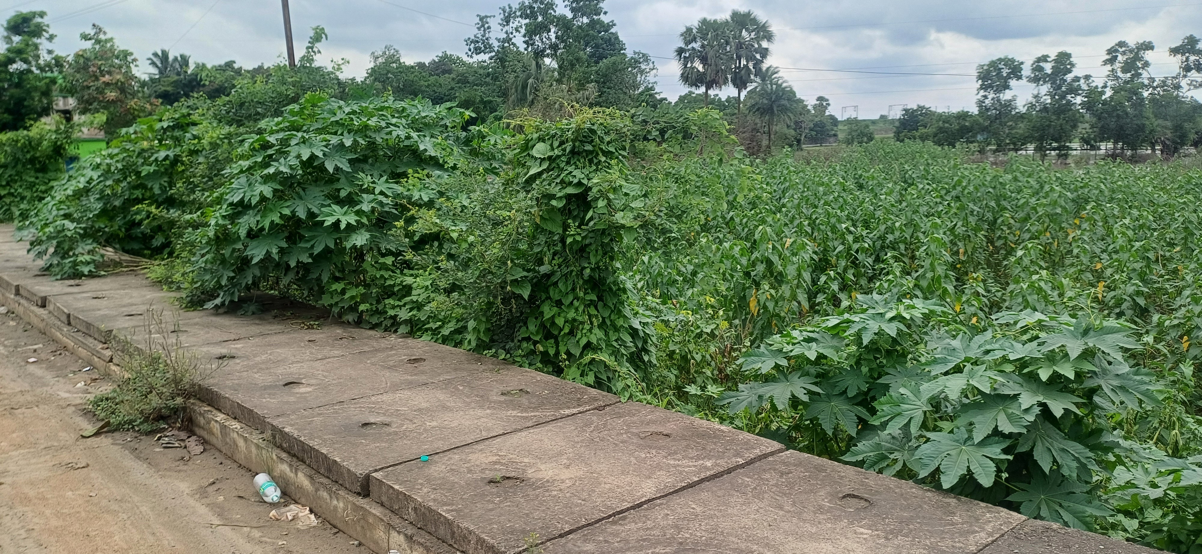 laxminarayan plots