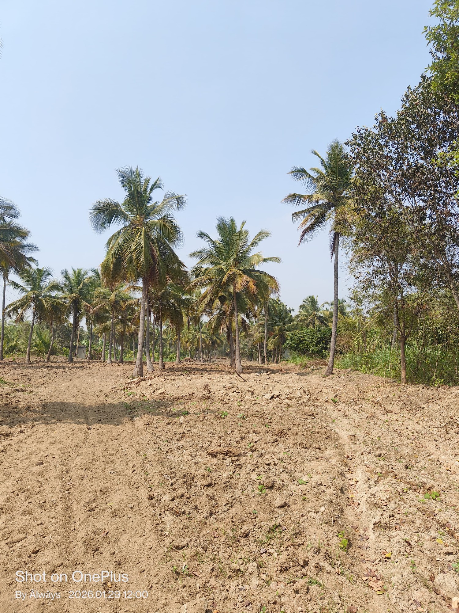 Agriculture land for sale 3