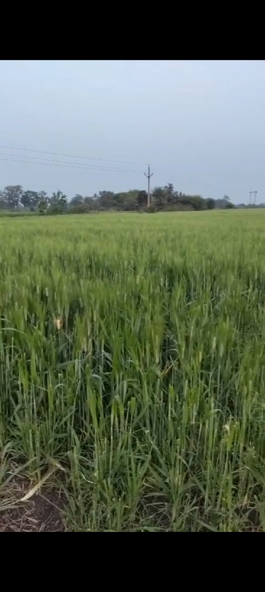 2 Bigha khet he gatiya se 500 meter ander Maine road se