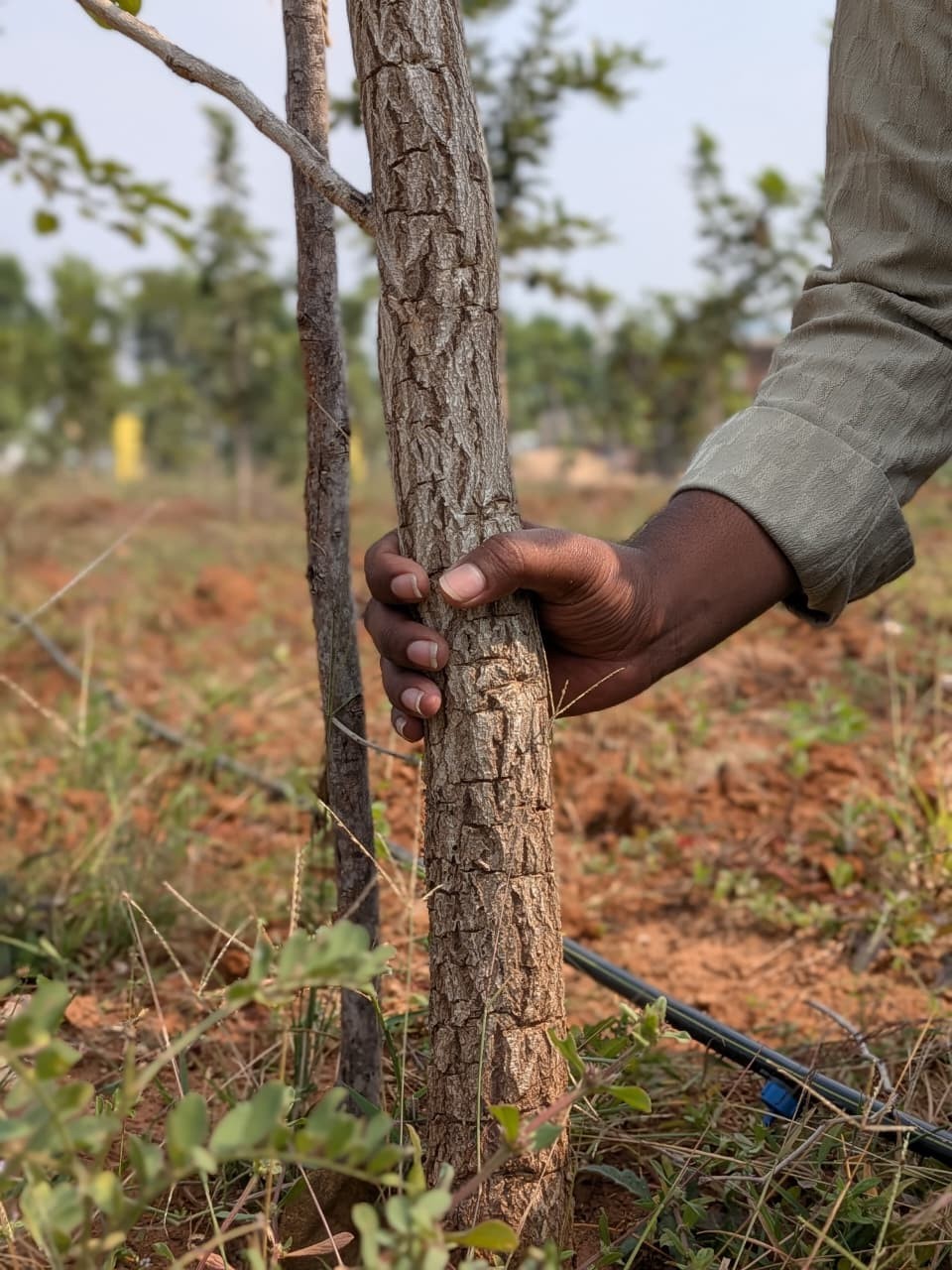 white sandal wood farming project developments