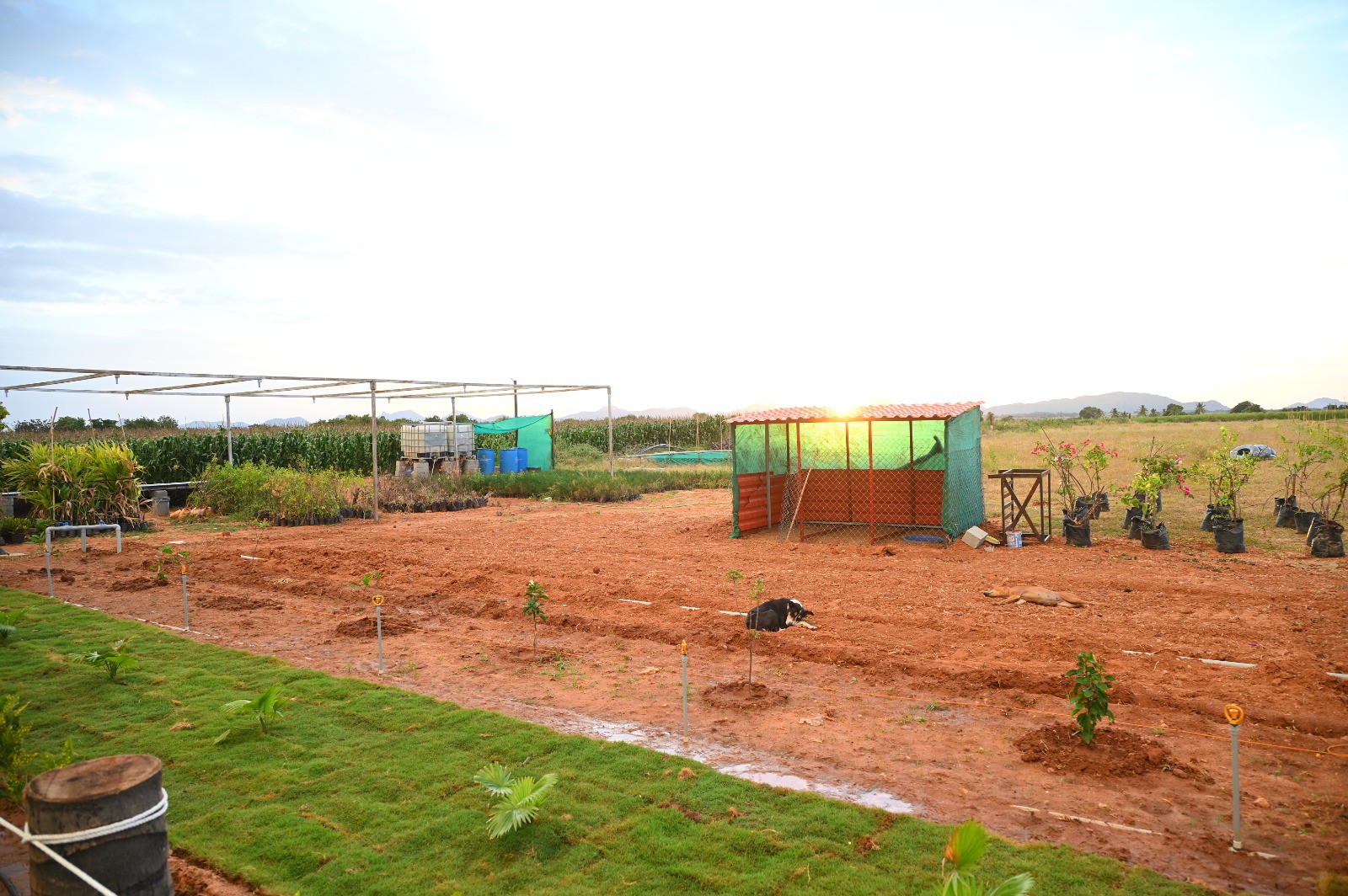 Isiri farmland near lepakshi 3