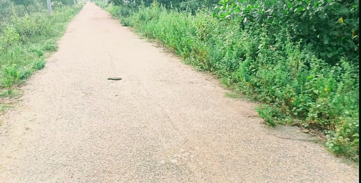 14 guntas managed form land 3