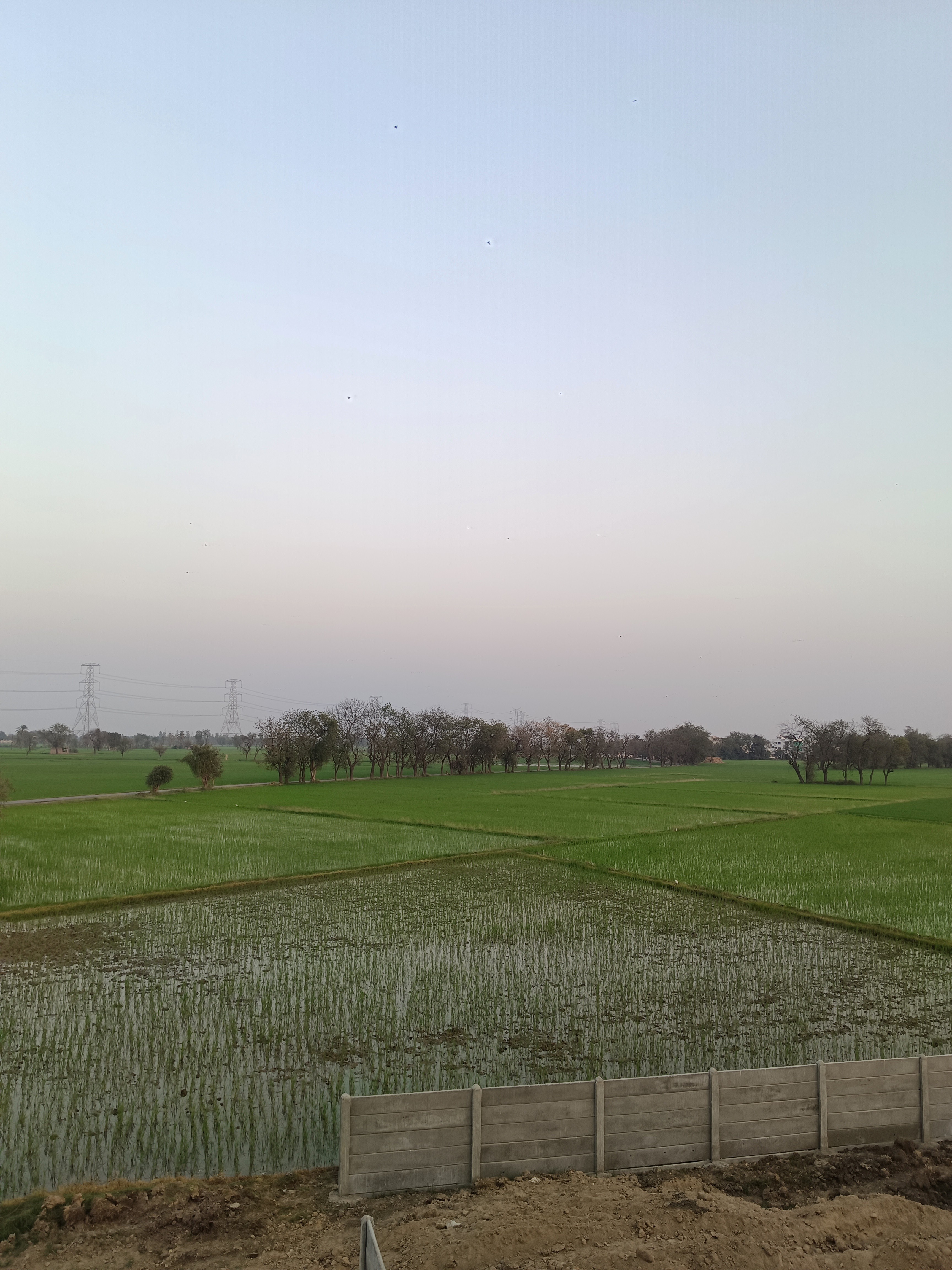 Dholera land for sell 3