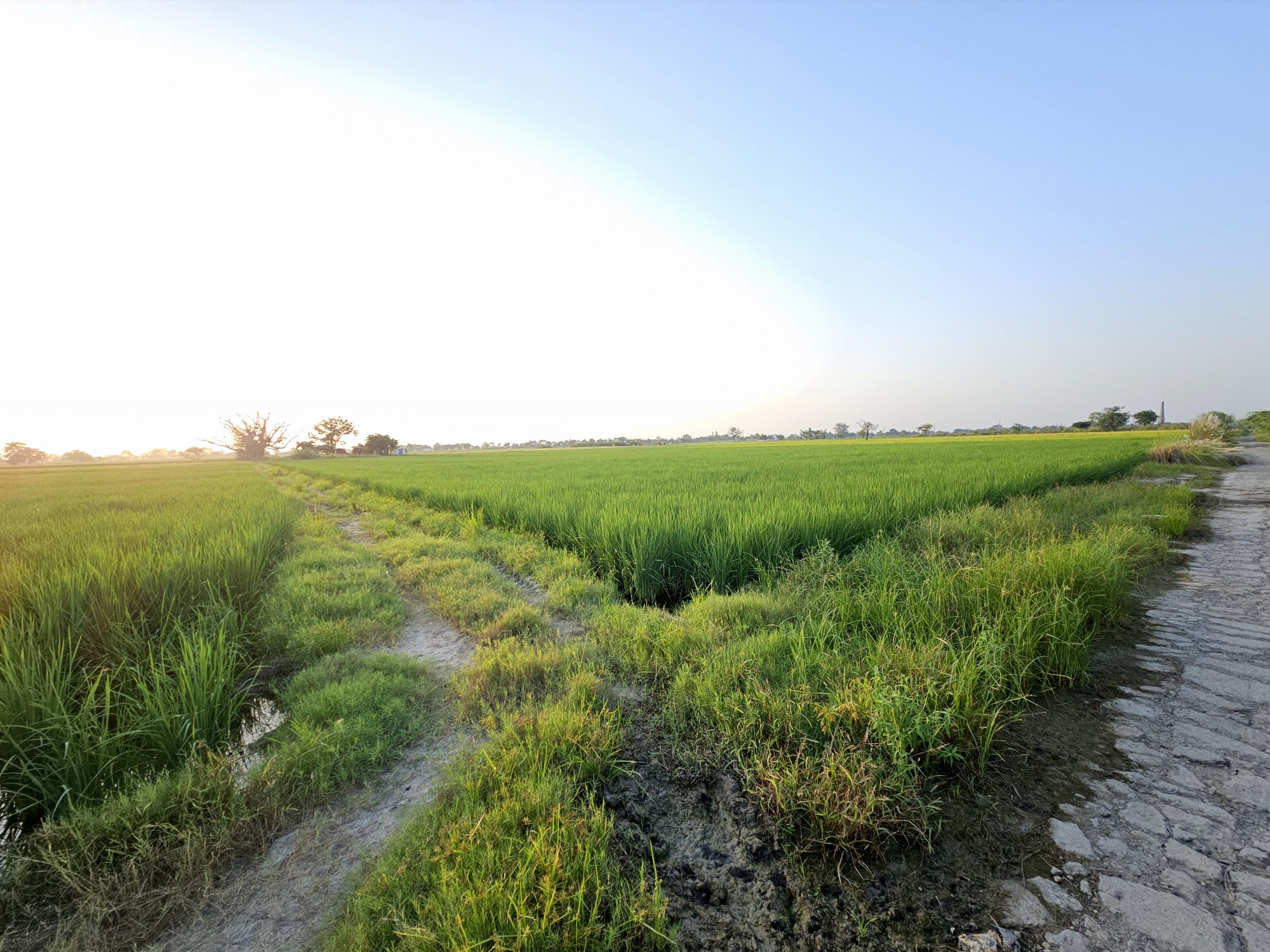 6 Acre Farmland in Kheri Jasaur, Bahadurgarh 2