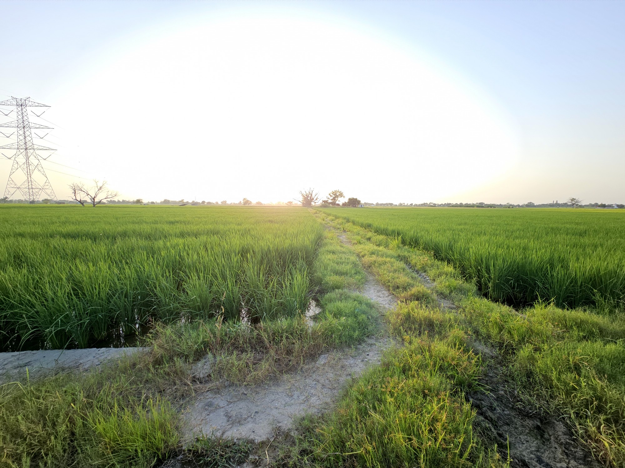 6 Acre Farmland in Kheri Jasaur, Bahadurgarh