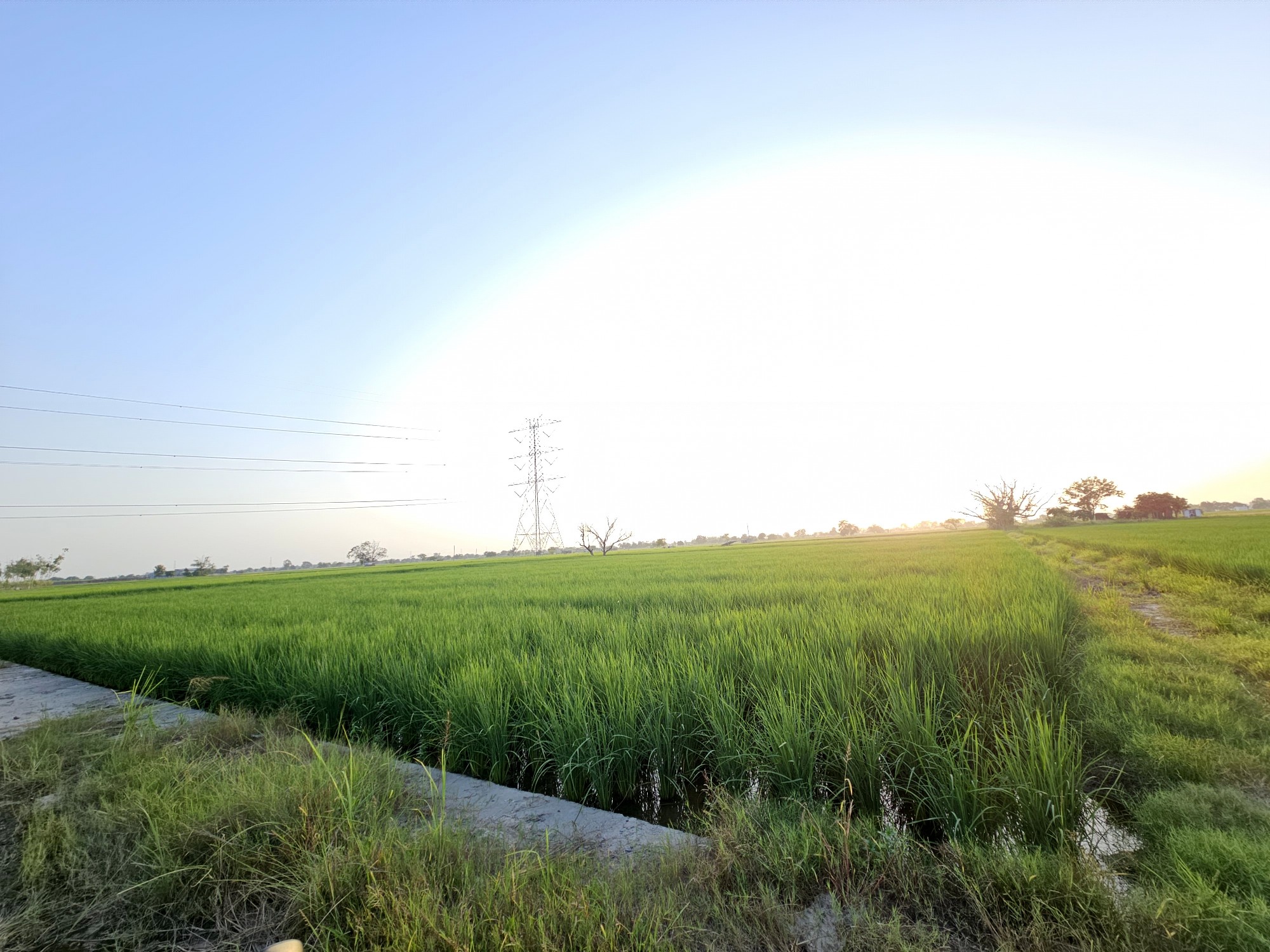6 Acre Farmland in Kheri Jasaur, Bahadurgarh 3