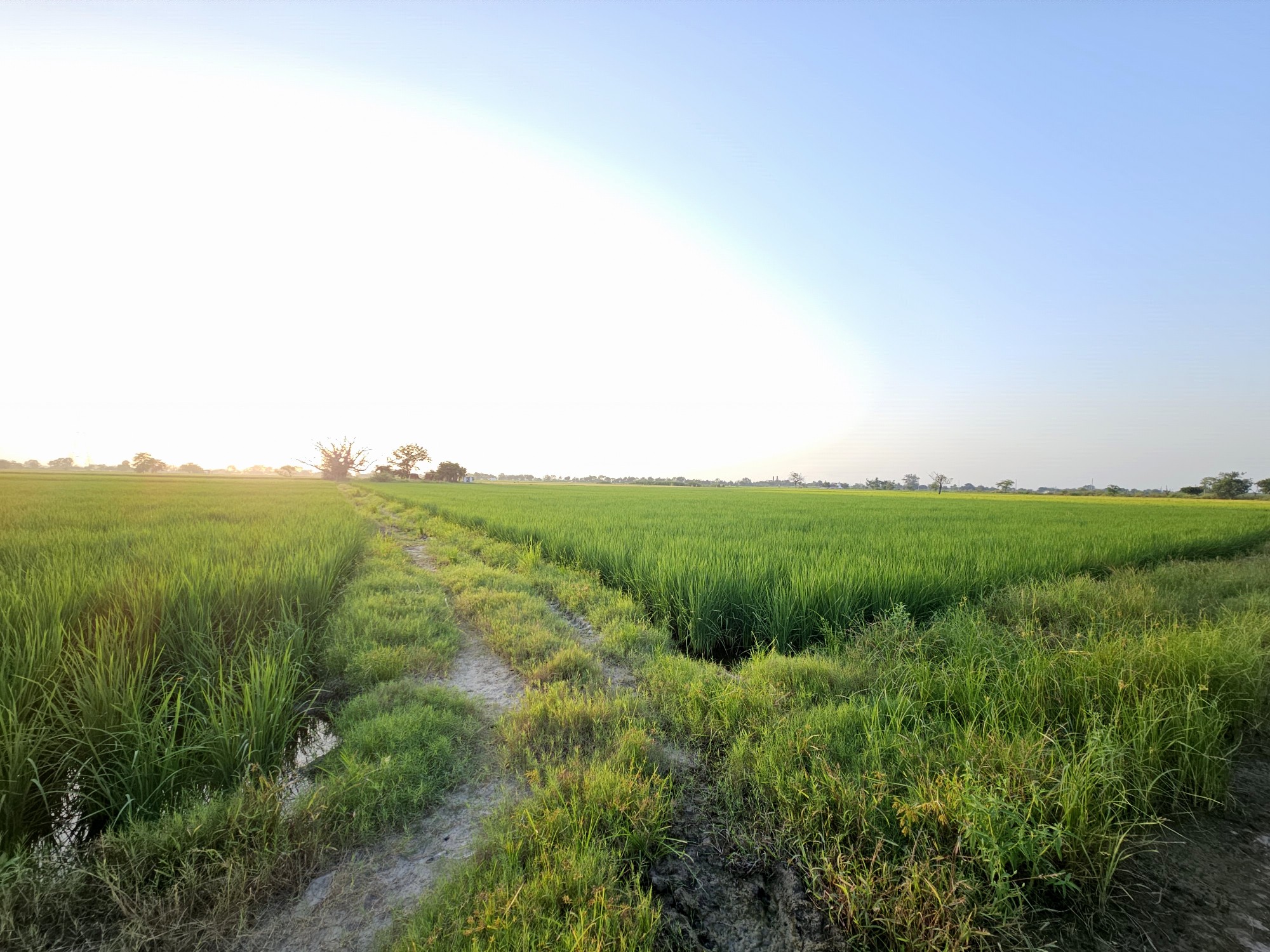 6 Acre Farmland in Kheri Jasaur, Bahadurgarh