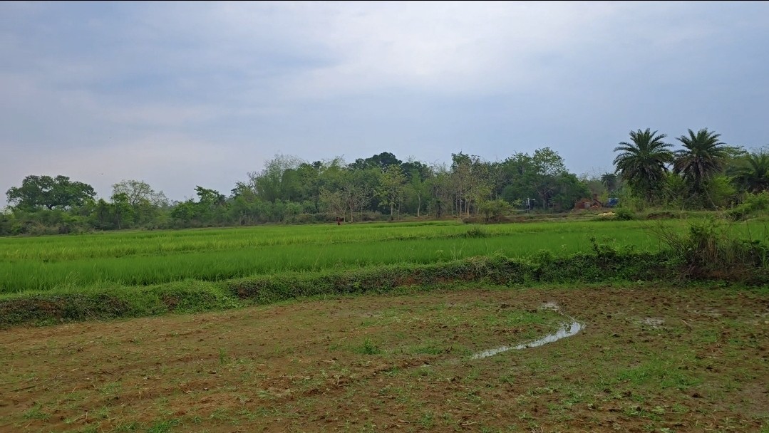 22 Bigha River Side Agricultural Land for Sale | Only ₹4.25 Lakh per Bigha | Hig