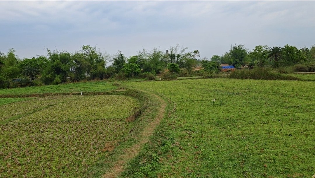 22 Bigha River Side Agricultural Land for Sale | Only ₹4.25 Lakh per Bigha | Hig 2
