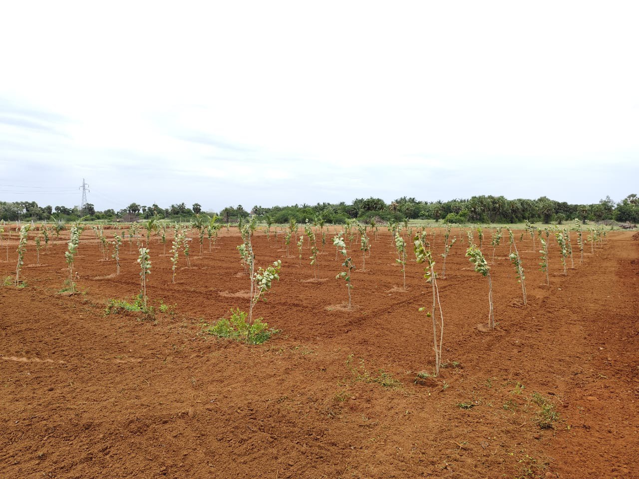 New site launching @ Chengalpattu