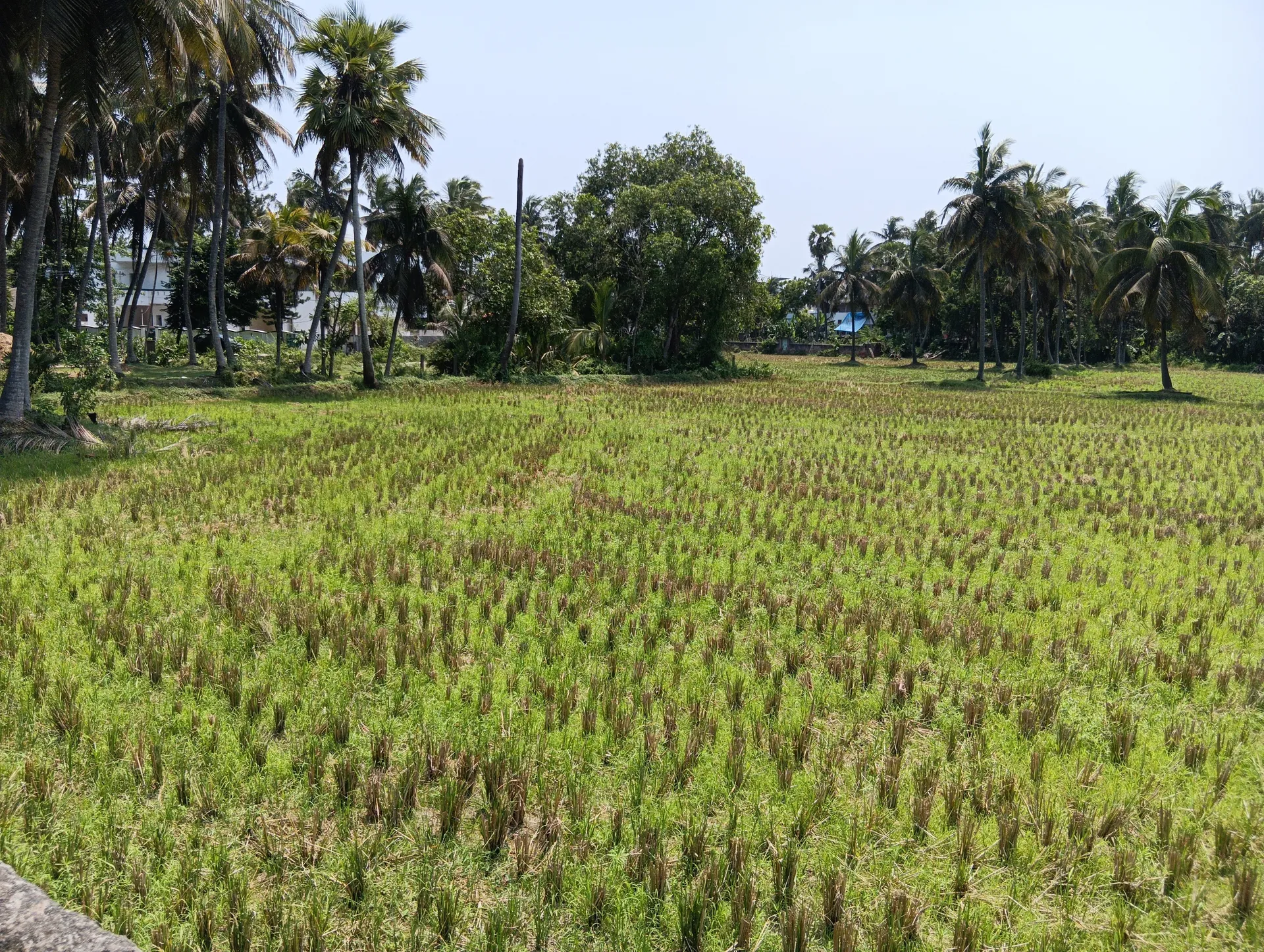agricultural land