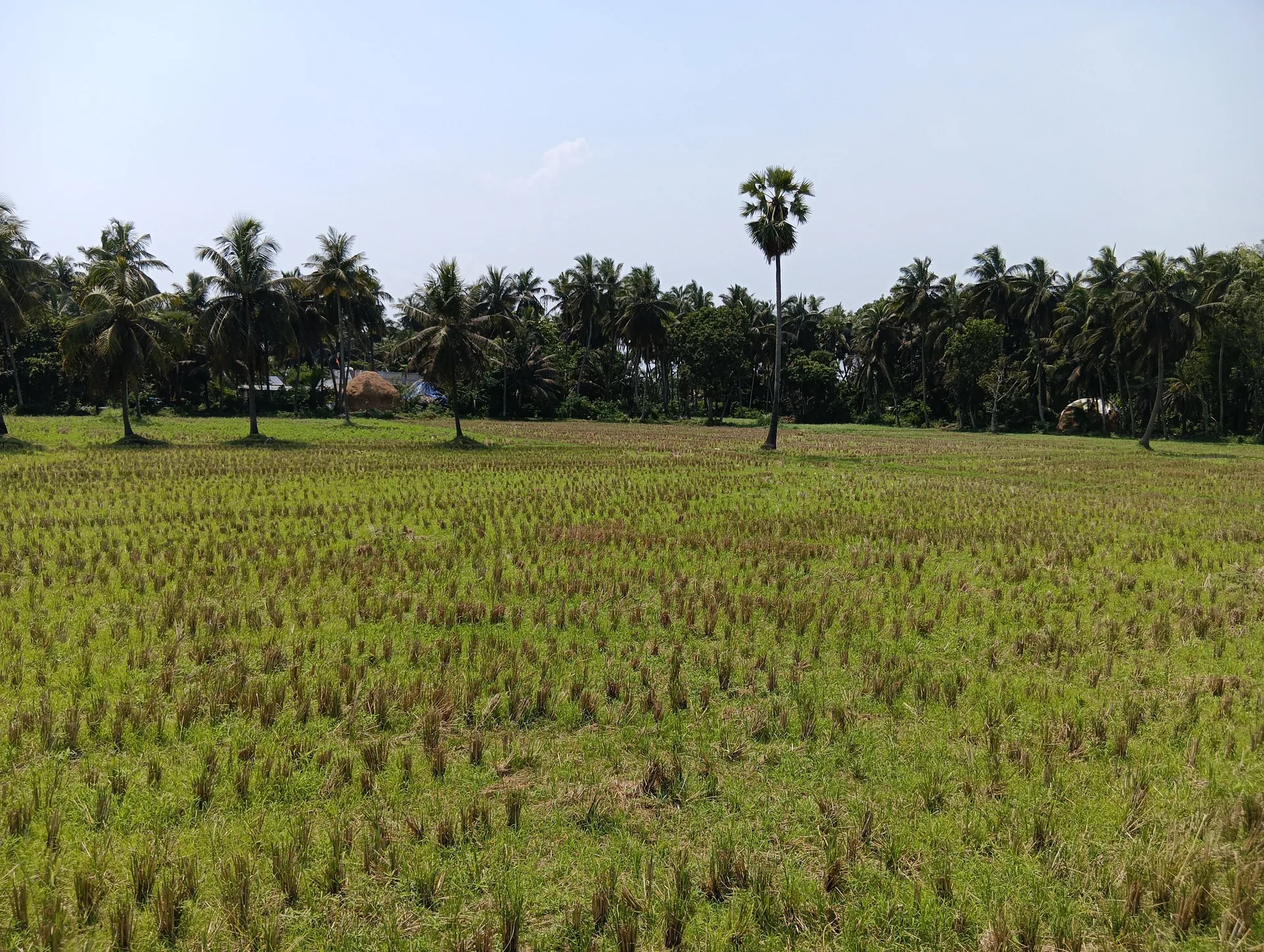 agricultural land 2