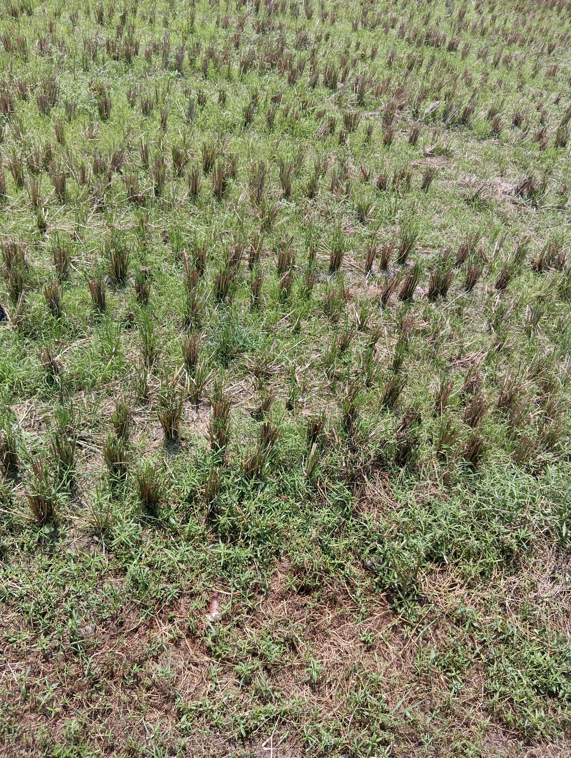 agricultural land 3
