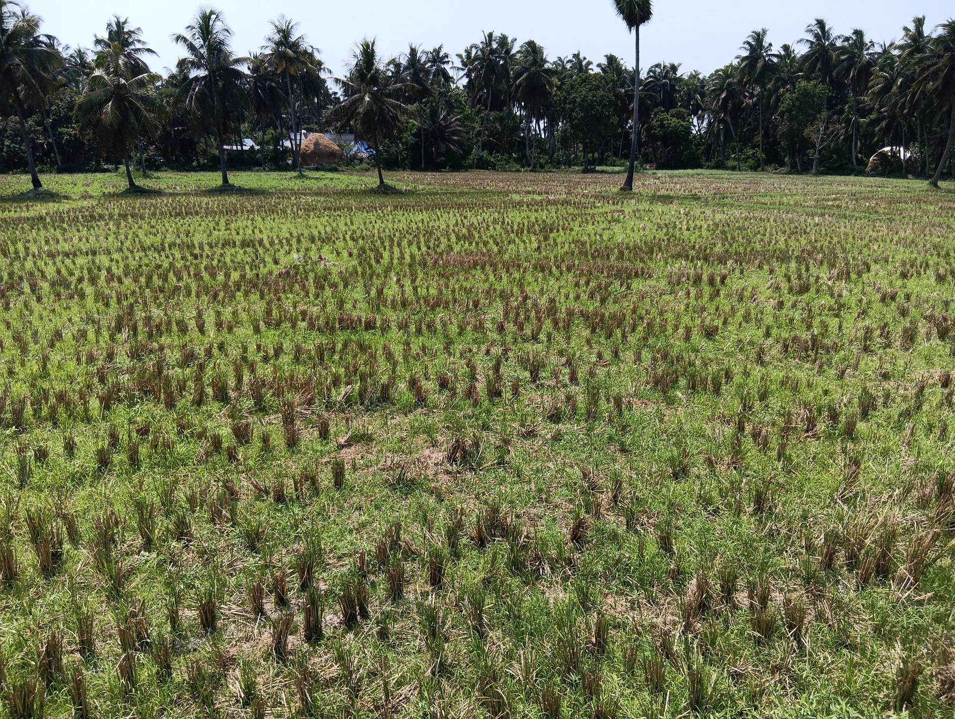 agricultural land