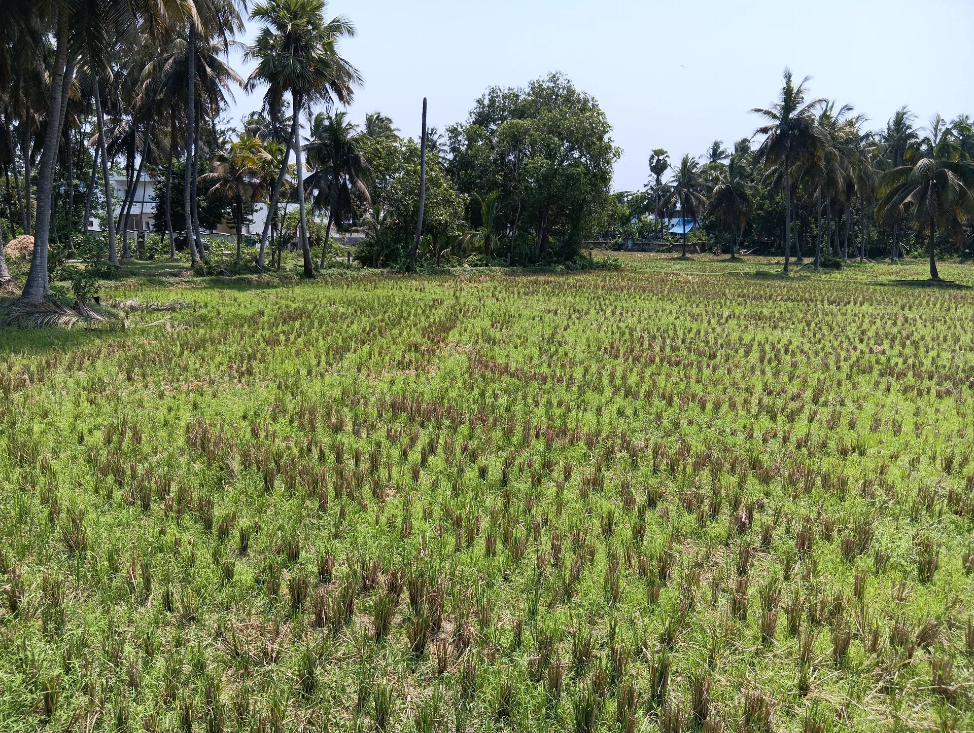 agricultural land