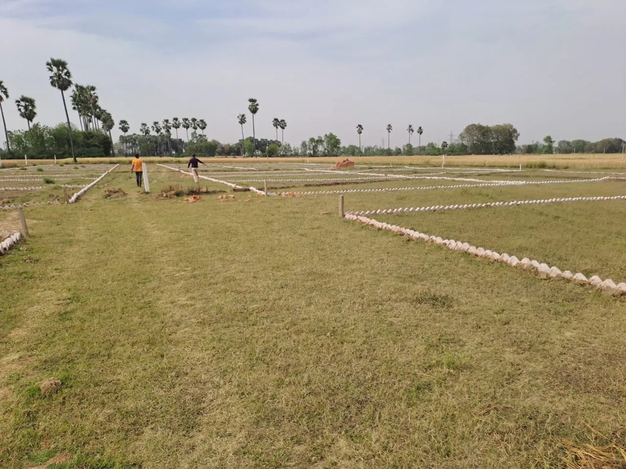 orchard green 3