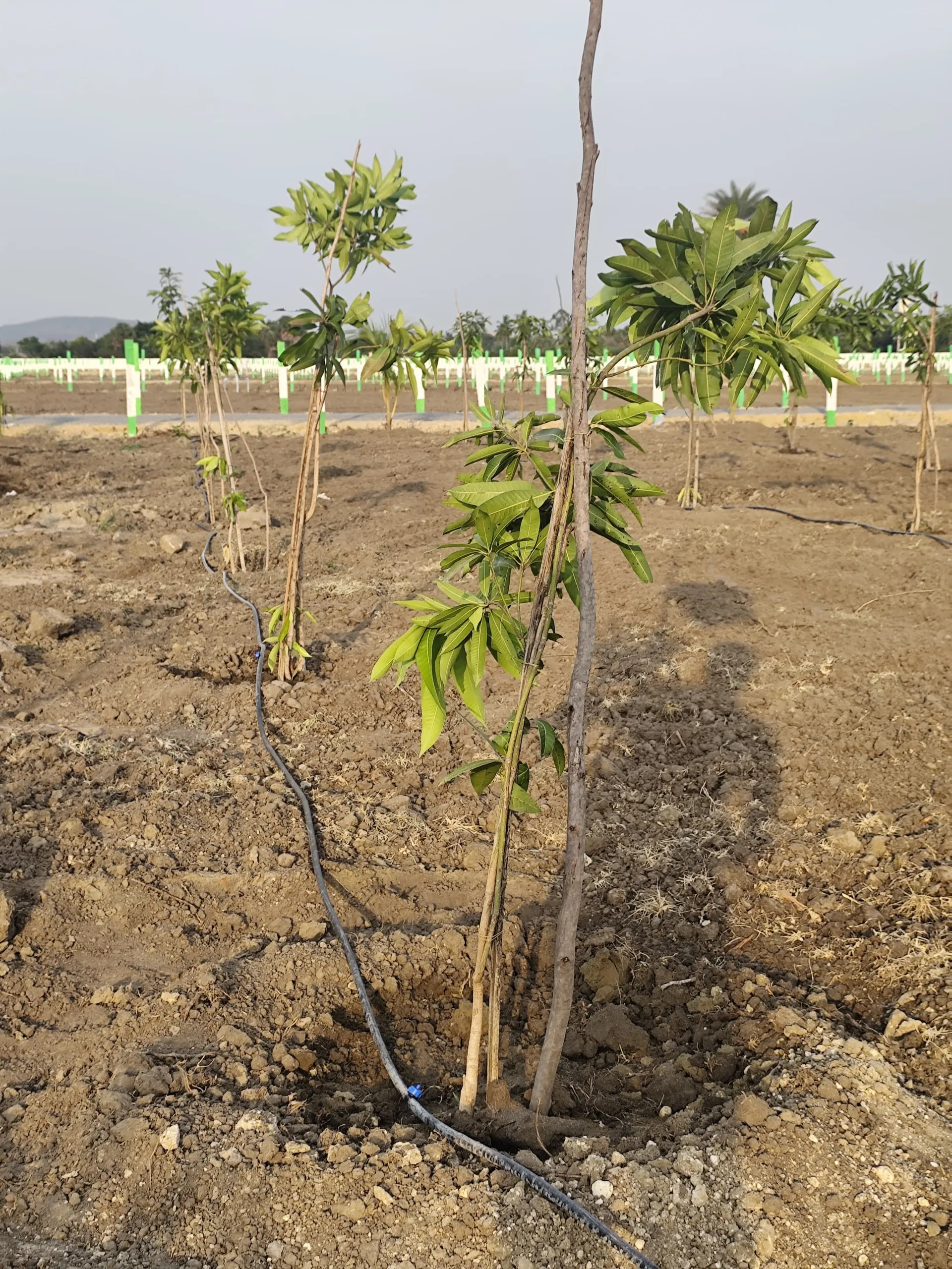 K G Elite Farms