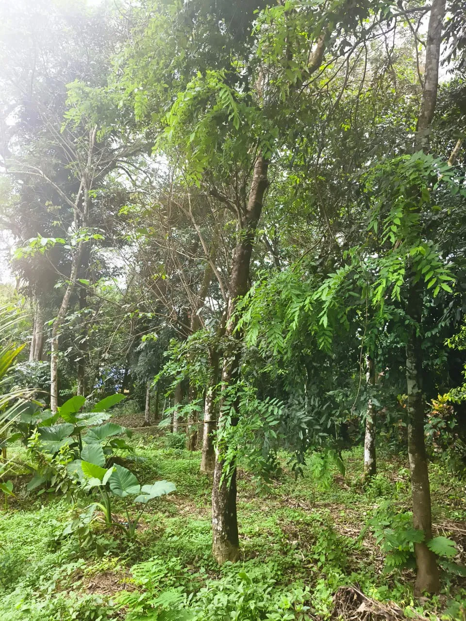 Hello Sir/Madam,We are selling a 30 cent plot at Ceylon Kavala, Thalayolaparambu 2