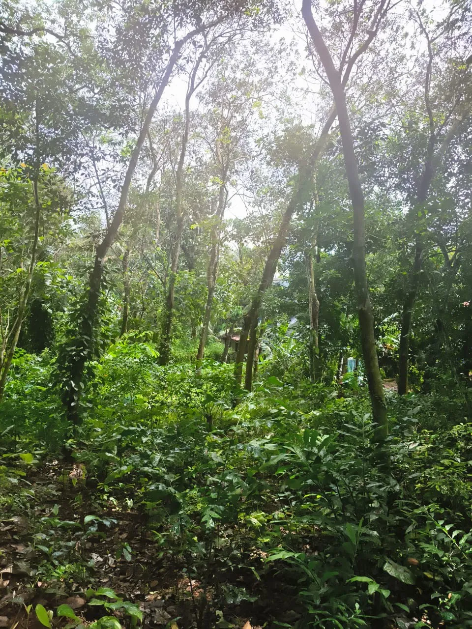 Hello Sir/Madam,We are selling a 30 cent plot at Ceylon Kavala, Thalayolaparambu 3