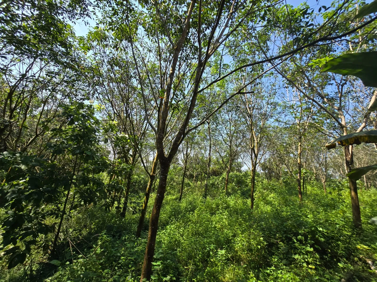 1 acres rubber platation for sale at piravom 3