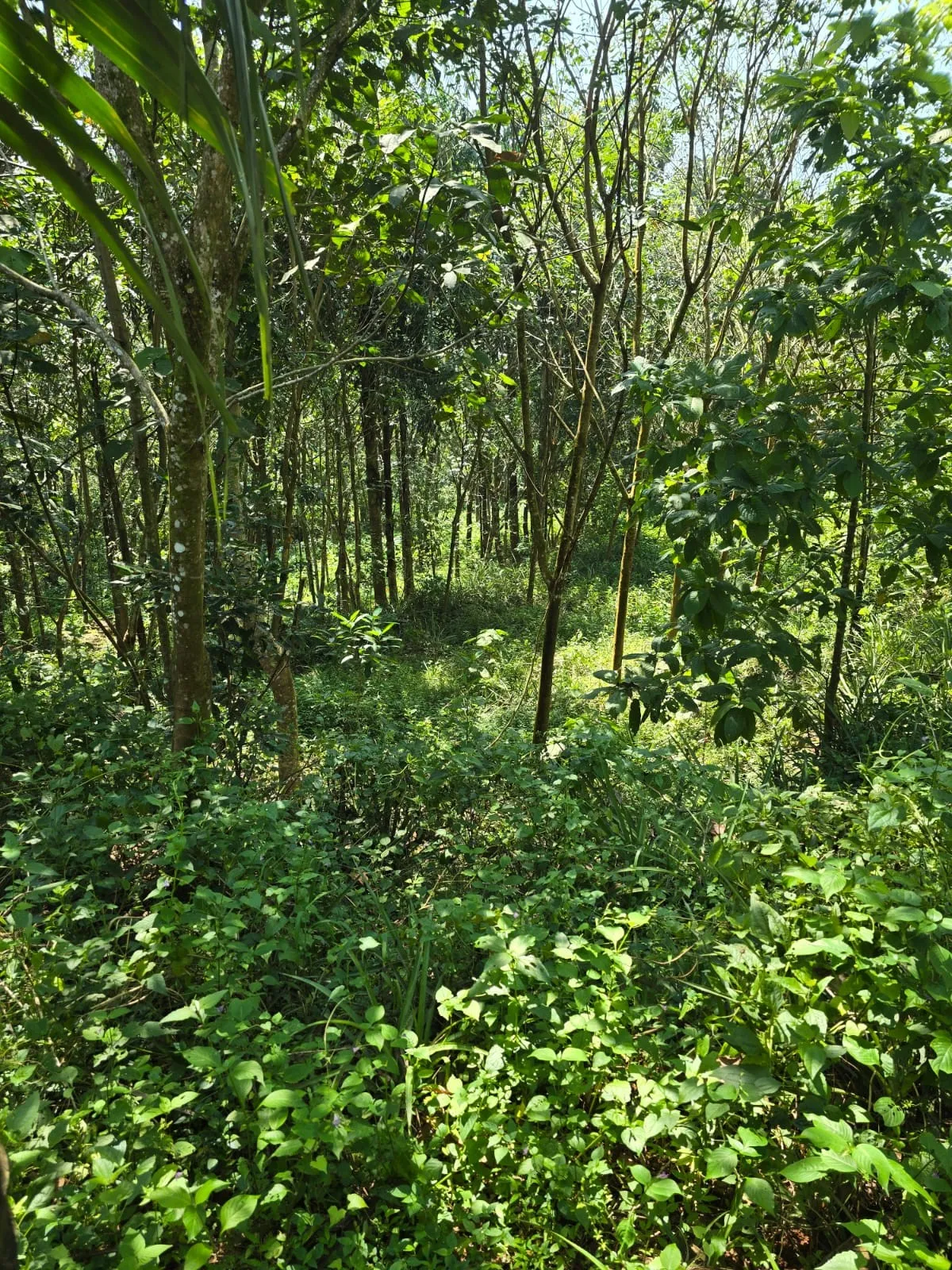1 acres rubber platation for sale at piravom 2