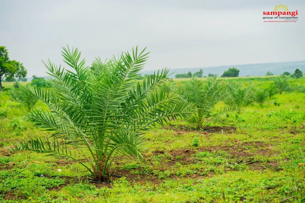 AGRICULTURE LAND