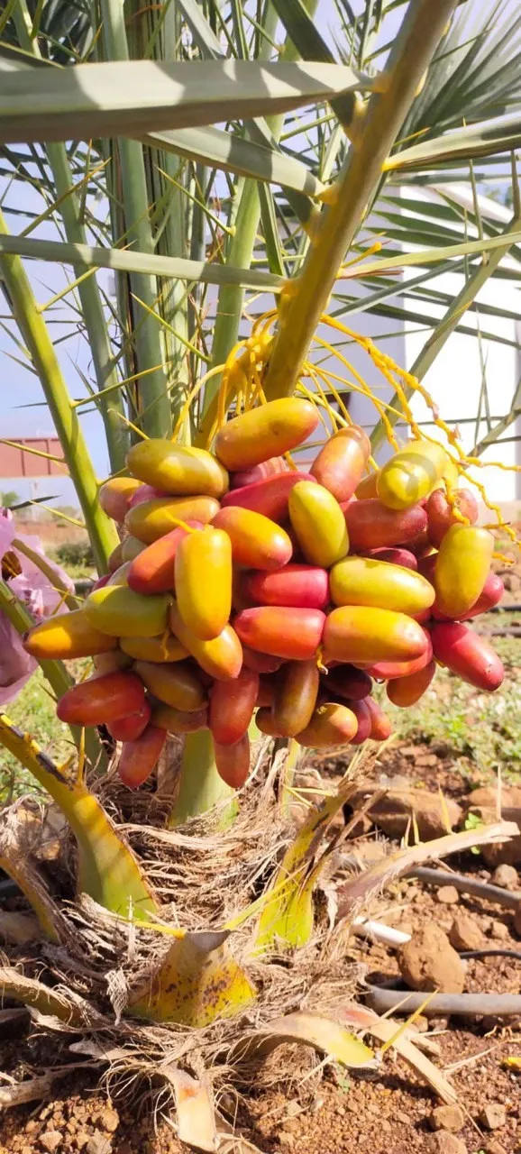 Agri estates