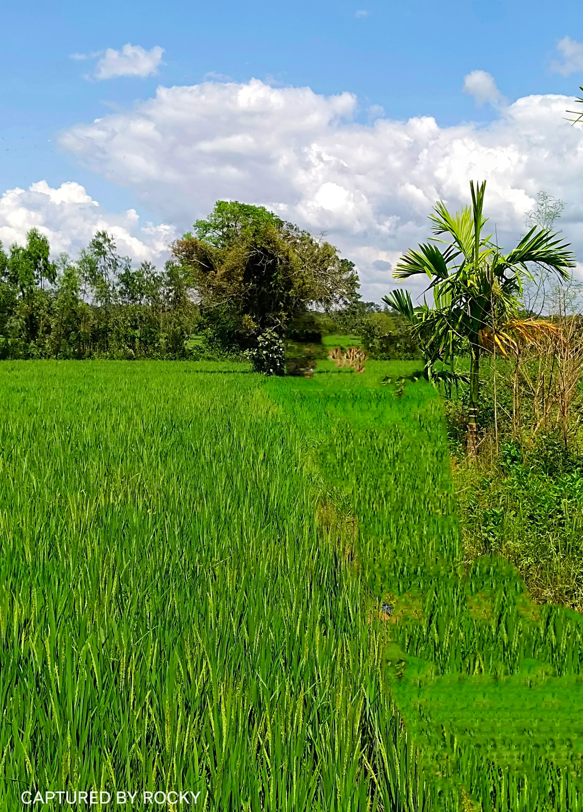 Agriculture Land
