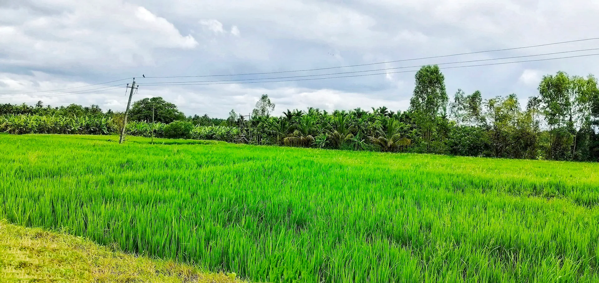 Agriculture Land 2