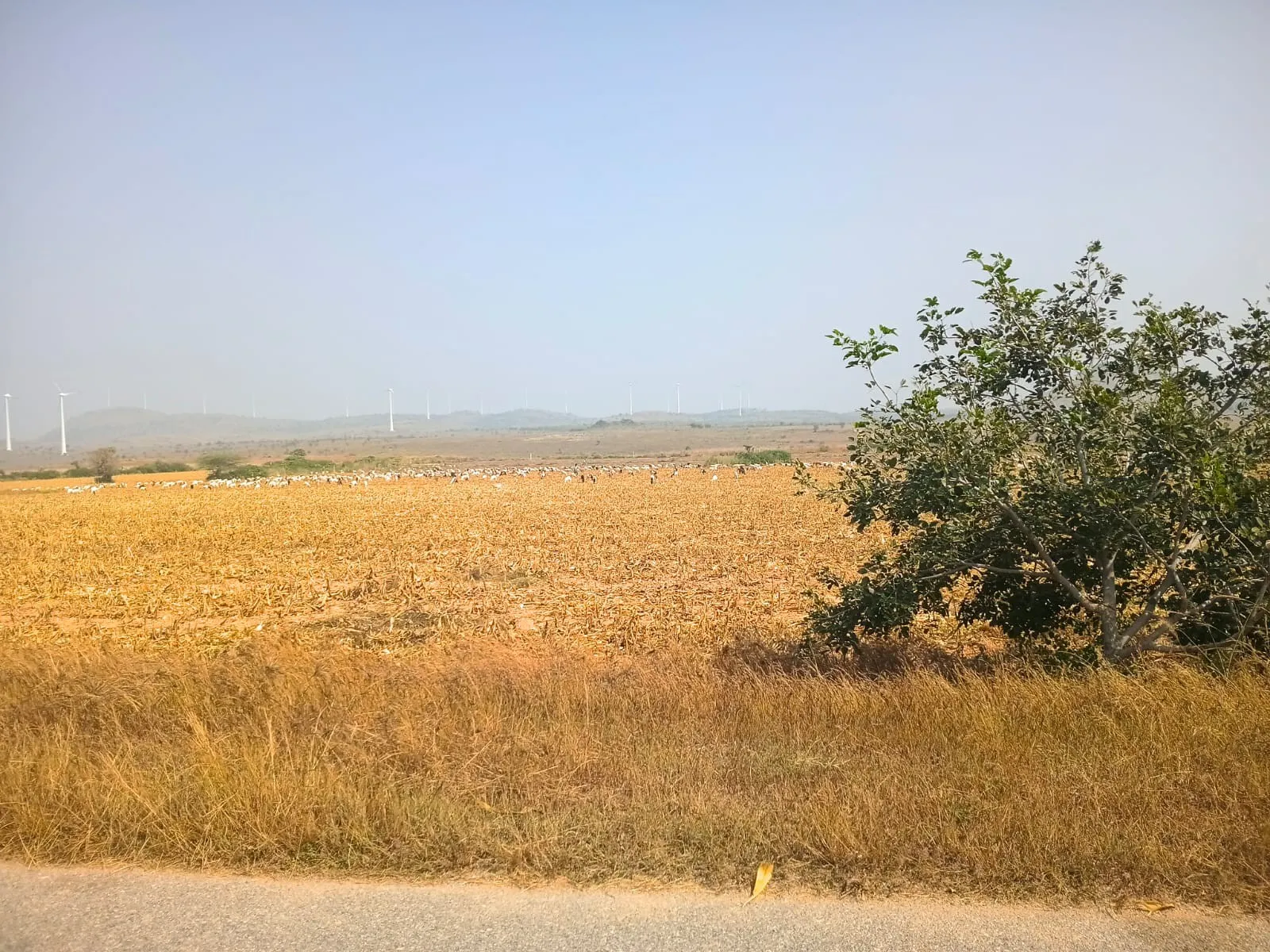 Isiri windmills 2