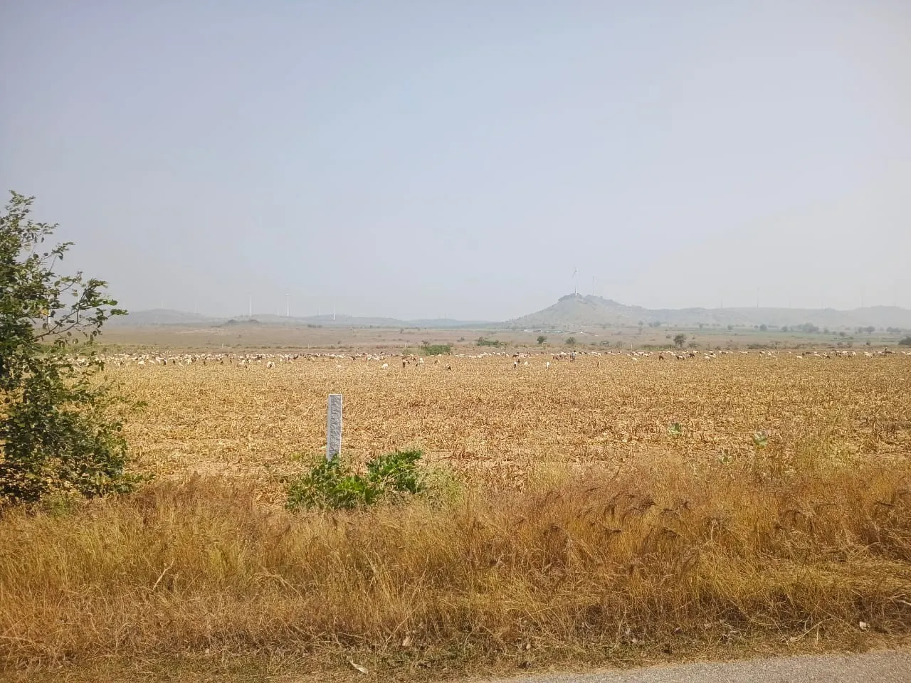 Isiri windmills