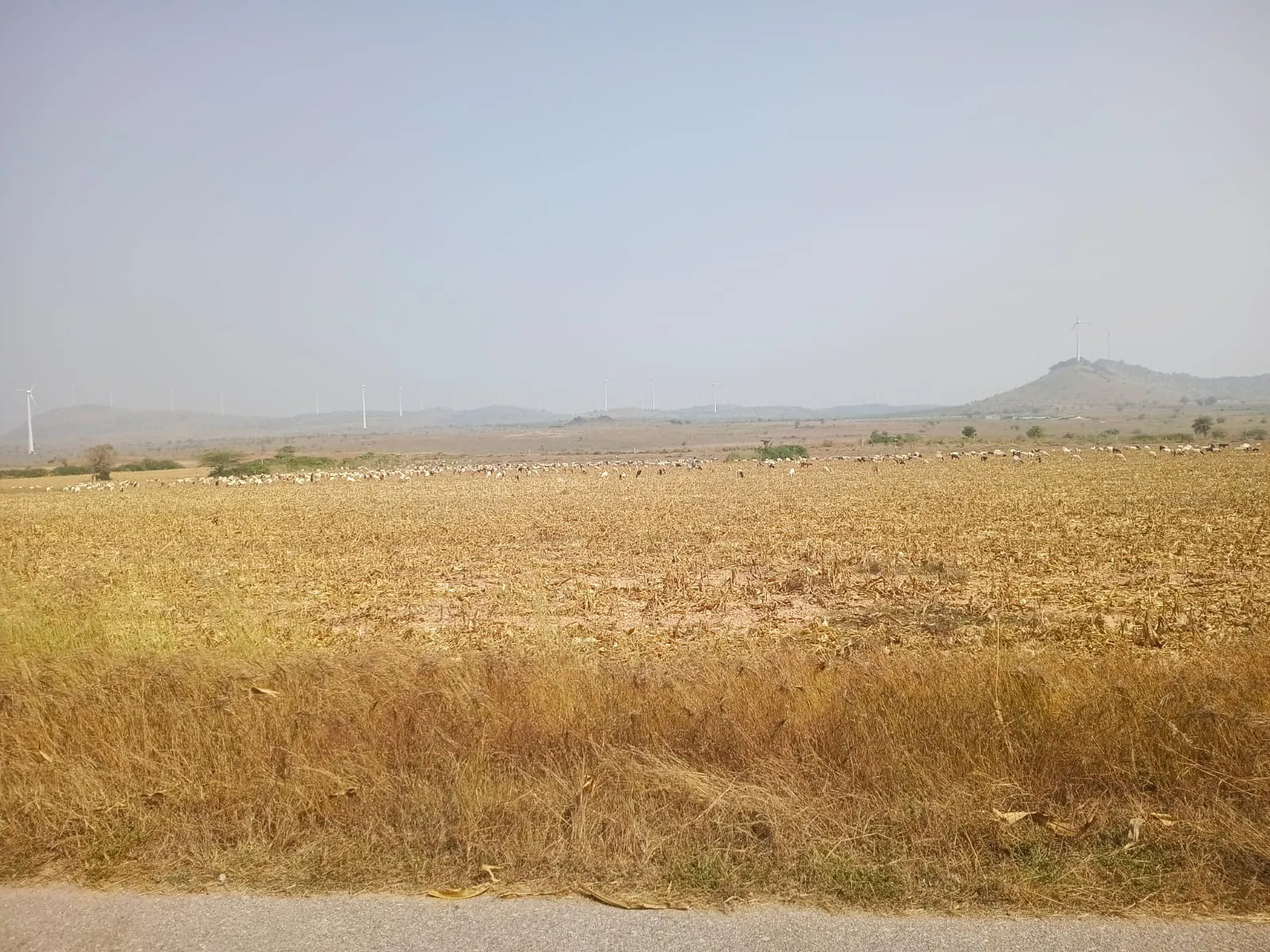 Isiri windmills 3