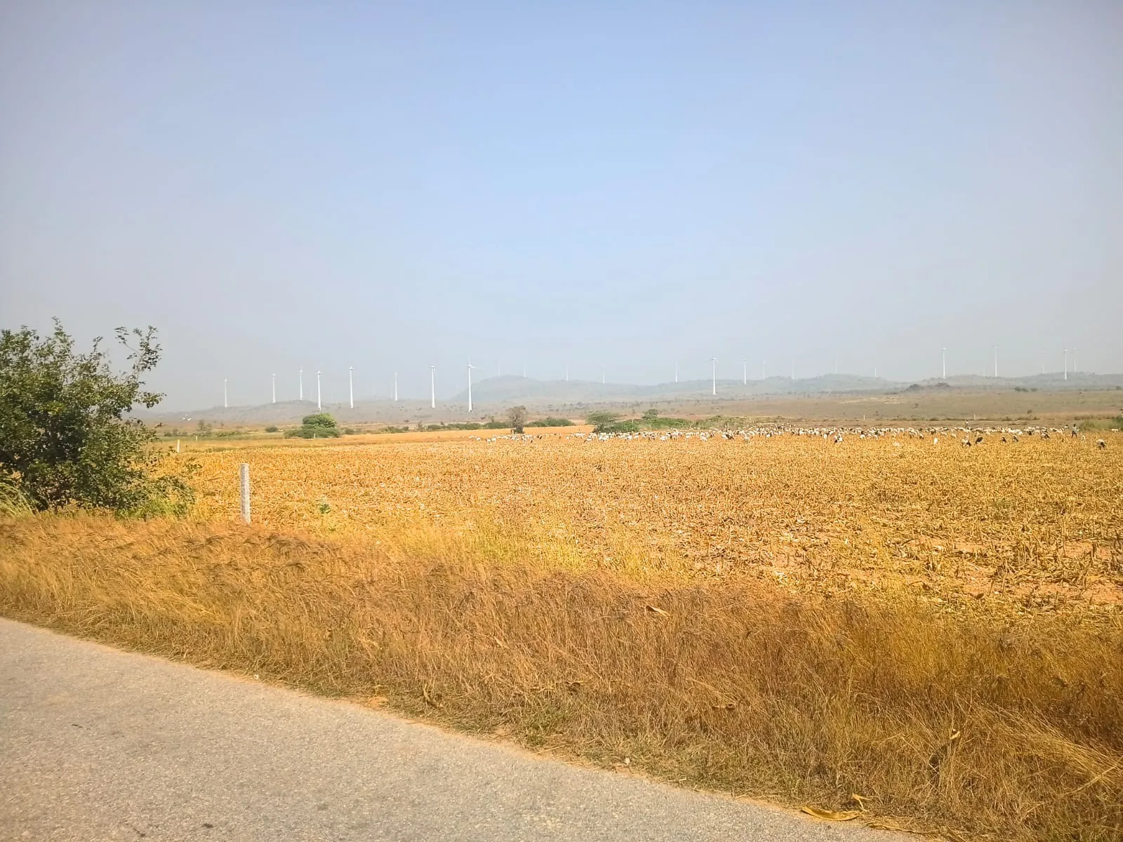 Isiri windmills